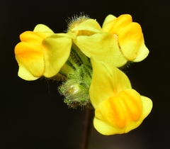 Linaria salzmannii