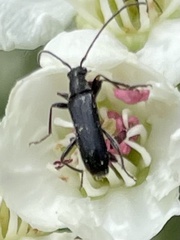 Grammoptera