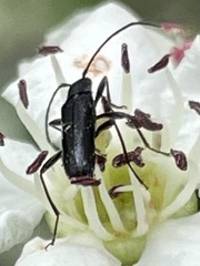 Grammoptera