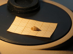 Cochlostoma septemspirale