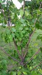 Pyrus ussuriensis