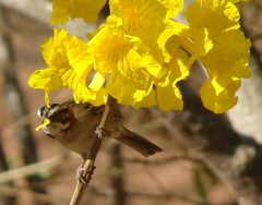 Zonotrichia capensis
