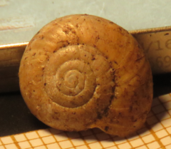 Aegopinella nitidula