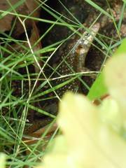 Trachylepis thomensis