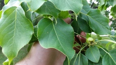 Pyrus ussuriensis
