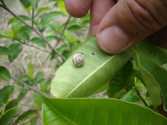 Praticolella griseola