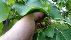 Pyrus ussuriensis