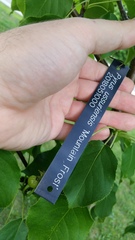 Pyrus ussuriensis