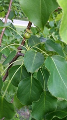 Pyrus ussuriensis
