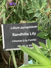 Lilium pyrophilum