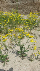Holosteum umbellatum