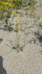 Holosteum umbellatum