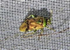 Calocorisca