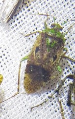 Calocorisca