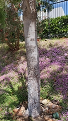 Afrocarpus gracilior