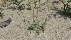 Holosteum umbellatum