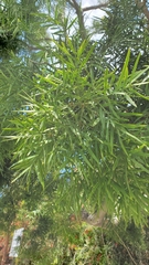 Afrocarpus gracilior