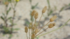 Holosteum umbellatum