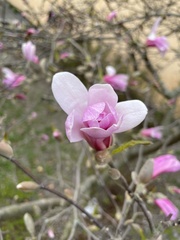 Magnolia