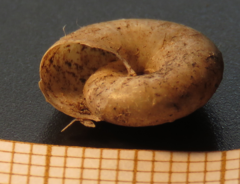 Aegopinella nitidula