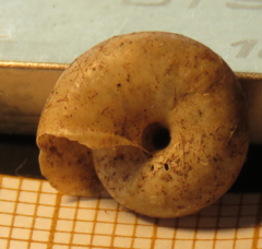 Aegopinella nitidula