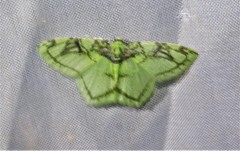 Nemoria ozalea