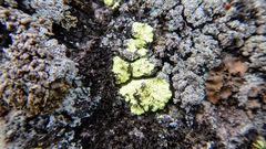 Arthrorhaphis citrinella