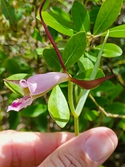 Cleistesiopsis oricamporum