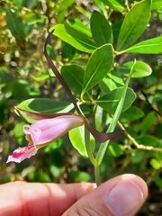 Cleistesiopsis oricamporum