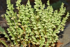 Callipeltis cucullaris