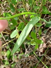 Cleistesiopsis oricamporum
