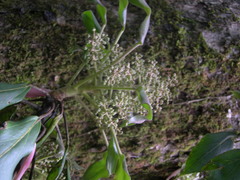 Oreopanax arcanus