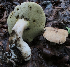 Boletus pallidus image