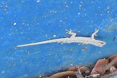 Lygodactylus thomensis thomensis