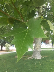 Liquidambar