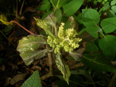 Oreopanax arcanus