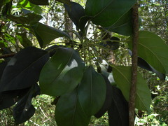 Oreopanax arcanus