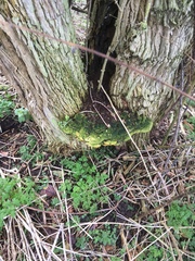 Rigidoporus ulmarius