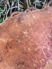 Rigidoporus ulmarius