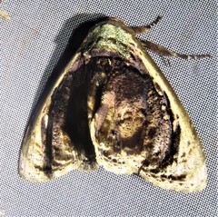 Lepidodes