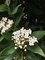 Viburnum tinus