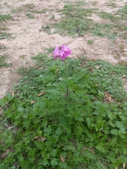 Glandularia polyantha
