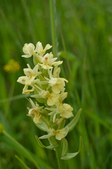 Dactylorhiza insularis