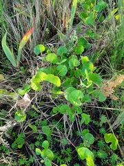 Centella eriantha