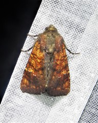 Eriopyga ditissima