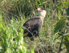 Caracara plancus