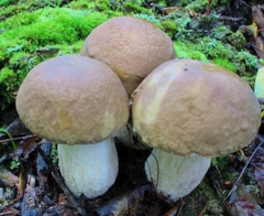 Boletus nobilis