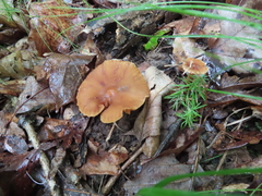 Lactarius subplinthogalus