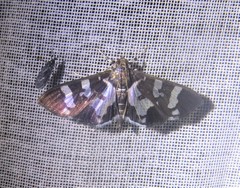 Desmia bajulalis