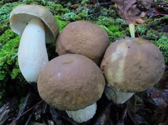 Boletus nobilis